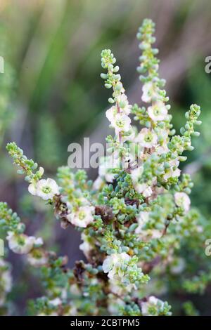 Bluebush (Maireana brevifolia) fioritura. Febbraio 2011. Santuario di Entwood. Sandleton. Murraylands. Australia del Sud. Australia. Foto Stock