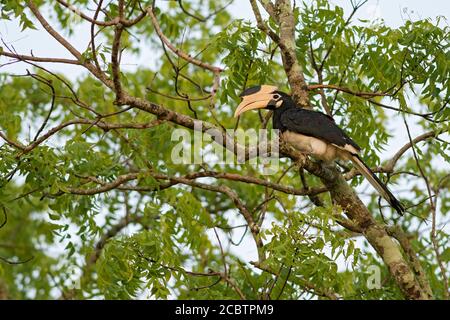 Malabar Pied-hornbill - Anthracoceros coronatus, grande bolletta di cavalli dal subcontinente indiano, Sri Lanka. Foto Stock