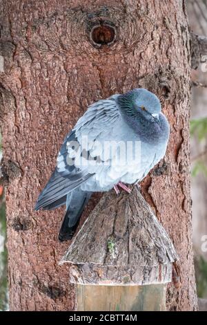 Il grasso di Pigeon è importante seduta su un ramo. Il piccione domestico bird e sfocata sfondo naturale. Grigio colomba bird. Foto Stock