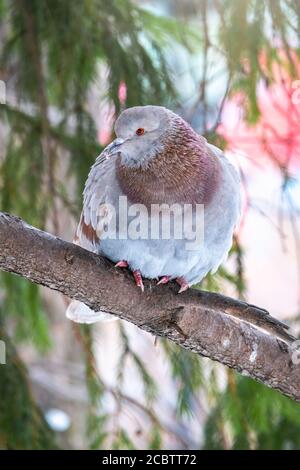 Il grasso di Pigeon è importante seduta su un ramo. Il piccione domestico bird e sfocata sfondo naturale. Grigio colomba bird. Foto Stock