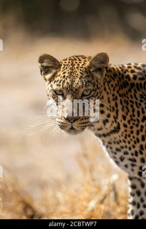 Primo piano sulla testa di leopard che guarda l'allarme direttamente alla fotocamera A Khwai Okavango Delta Botswana Foto Stock