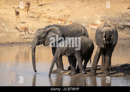 Tre giovani elefanti che bevono con impala mandria in background A Kruger Park Sud Africa Foto Stock