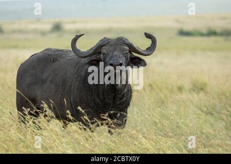 Vista laterale di capo bufalo pascolo in erba alta in Pianure Masai Mara in Kenya Foto Stock