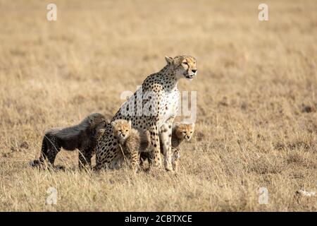 Ghepardo femminile adulto e i suoi quattro cuccioli in giallo aperto Pianure del Parco Nazionale di Serengeti Tanzania Foto Stock