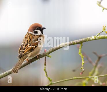 Primo piano di un uccello passero seduto sul brach di un albero Foto Stock