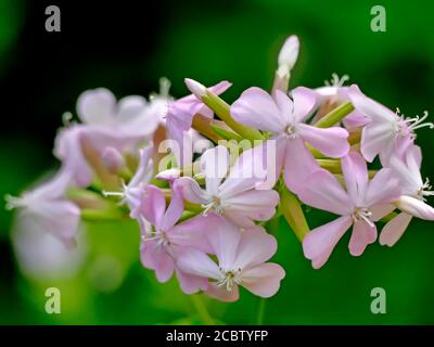 Soapwort comune, con fiore Foto Stock