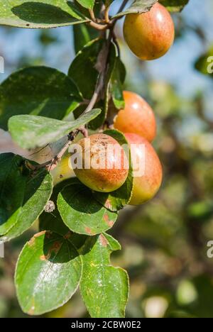 Jujobe localmente conosciuto come Boroi crescono sull'albero. Khulna, Bangladesh. Foto Stock