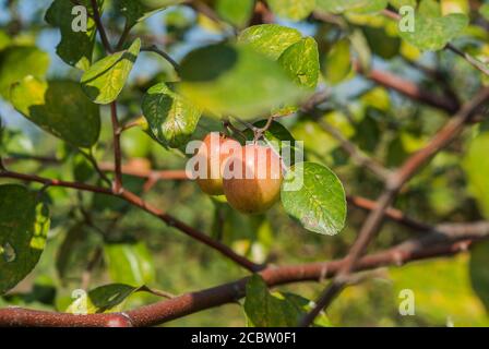 Jujobe localmente conosciuto come Boroi crescono sull'albero. Khulna, Bangladesh. Foto Stock