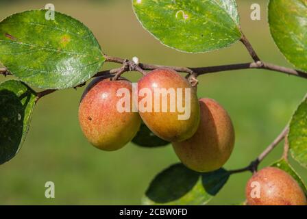 Jujobe localmente conosciuto come Boroi crescono sull'albero. Khulna, Bangladesh. Foto Stock