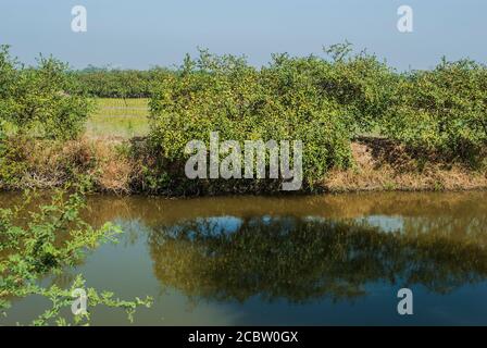 Jujobe localmente conosciuto come Boroi crescono sull'albero. Khulna, Bangladesh. Foto Stock