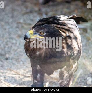 Ritratto di un'aquila d'oro, Aquila crisaetos, uno dei più conosciuti uccelli rapaci dell'emisfero settentrionale Foto Stock