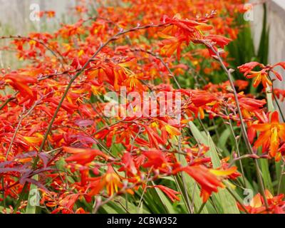 Montbretia in fiore, Galles Foto Stock