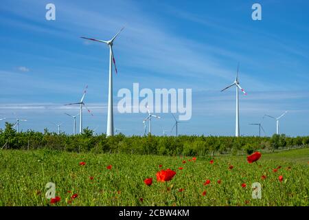 Turbine eoliche e fiori di papavero visti in Germania Foto Stock