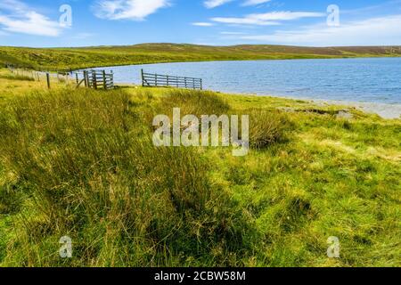 Glasslyn un piccolo lago montano nella parte centrale del Galles Una riserva naturale del Montgomeryshire Wildlife Trust Foto Stock