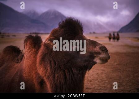 Testa di cammello , primo piano su sfondo desertico Foto Stock