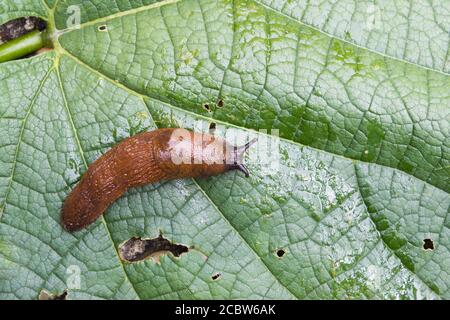 Particolare di arion lusitanicus su foglia nel giardino Foto Stock