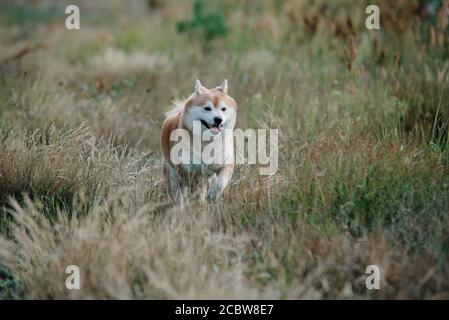 cane shiba inu che corre sull'erba Foto Stock