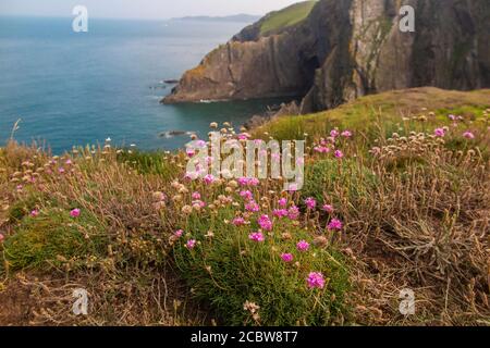 Un percorso costiero a Baggy Point nel nord del Devon, Inghilterra, Regno Unito Foto Stock