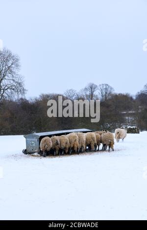 Neve fredda giorno d'inverno e pecore affamate in piedi nella neve (bleak campo esposto) si sono riuniti intorno hayrack mangiare fieno - Ilkley Moor, Yorkshire Inghilterra UK. Foto Stock