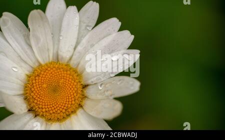 Primo piano di un fiore bianco con gocce di pioggia Foto Stock