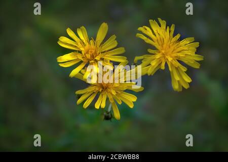 Fiori selvatici gialli su sfondo naturale sfocato da vicino. Foto Stock