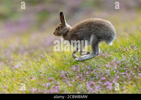 Lepre di montagna (lepus timidus) Correndo attraverso erica fiorente sulla brughiera scozzese in estate Foto Stock