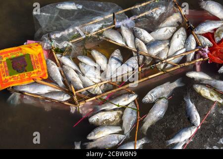 Tianjin / Cina - 14 febbraio 2016: Pesci morti galleggianti nel fiume Hai (Haihe) a Tianjin, Cina Foto Stock