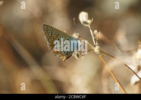 ICARO (Polyommatus icarus), farfalla Blu comune, adulto singolo che riposa sull'erba. Toscana, Italia Foto Stock
