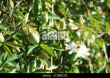 Frutto di Passiflora Caerulea - Passione Fiore Foto Stock