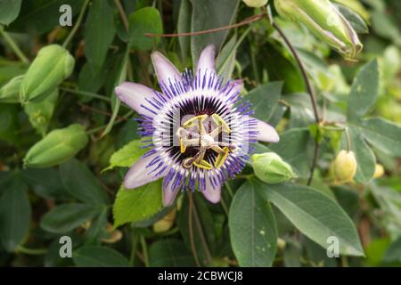 Passiflora Flower Caerulea all'aperto Foto Stock