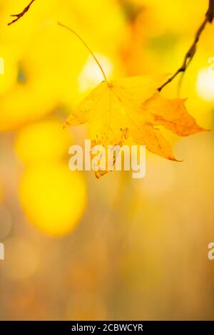 Foglie d'acero nella foresta d'autunno. Ramo di albero con foglie di autunno. Foglie di acero giallite su sfondo sfocato. Autunno natura sfondo con bokeh. Ver Foto Stock