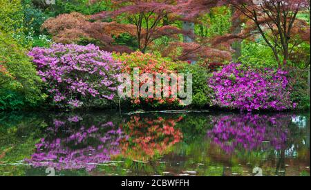 I rododendri in fiore a Exbury Gardens, Hampshire. Foto Stock