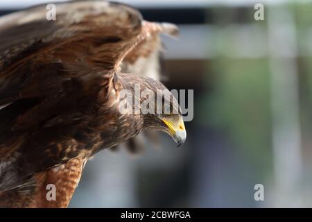 Il ritratto isolato del falco Foto Stock