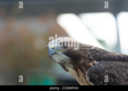 Il ritratto isolato del falco Foto Stock