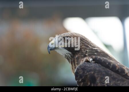 Il ritratto isolato del falco Foto Stock