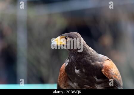 Il ritratto isolato del falco Foto Stock