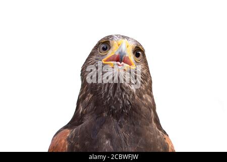 Il ritratto isolato del falco Foto Stock