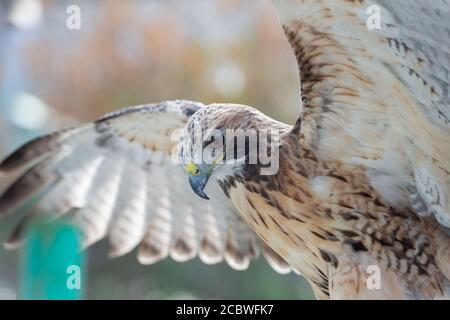 Il ritratto isolato del falco Foto Stock