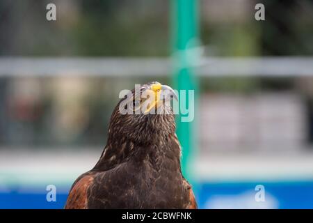 Il ritratto isolato del falco Foto Stock