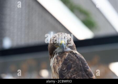 Il ritratto isolato del falco Foto Stock