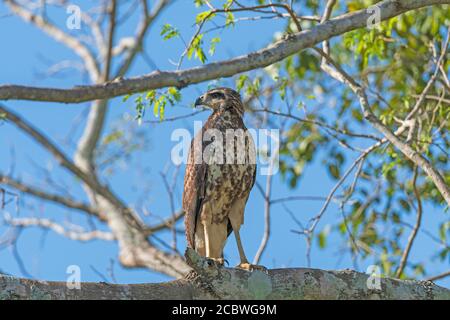 Grande falco nero immaturo nel Pantanal in Pantanal National Parco in Brasile Foto Stock