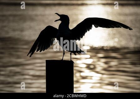 Seagull squaking sul molo, Cape Cod, Massachusetts, STATI UNITI D'AMERICA. Foto Stock