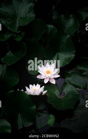 Due lillies di acqua in piena fioritura in un buio e. moody stagno Foto Stock