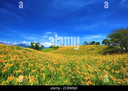 Uno splendido scenario di daylily fiori con piattaforma di visualizzazione in una giornata di sole Foto Stock