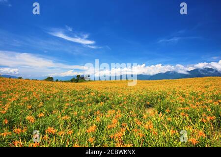 Uno splendido scenario di daylily fiori con piattaforma di visualizzazione in una giornata di sole Foto Stock