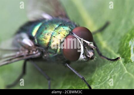 Il biberon verde vola da vicino e si concentra sugli occhi Foto Stock