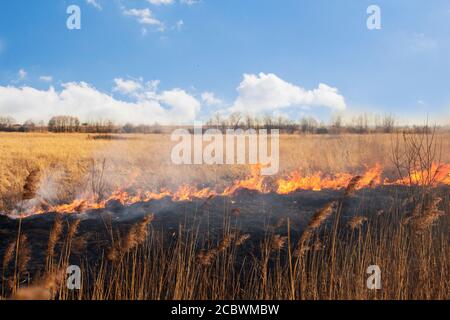 Fuoco di foresta vicino al villaggio primavera. Che brucia erba secca . Ero all'epicentro Foto Stock