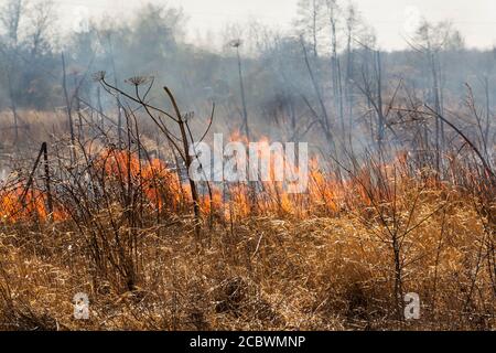 Fuoco di foresta vicino al villaggio primavera. Che brucia erba secca . Ero all'epicentro Foto Stock