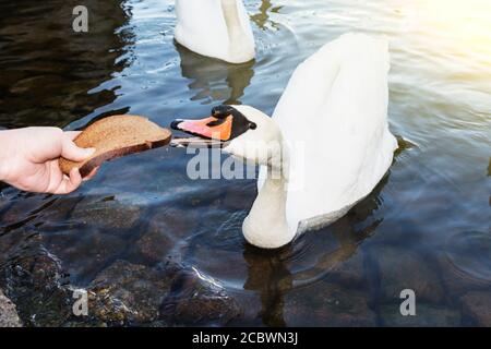 Una donna alimenta uno Swan un grande pezzo di pane, uno Swan nel lago. Foto Stock