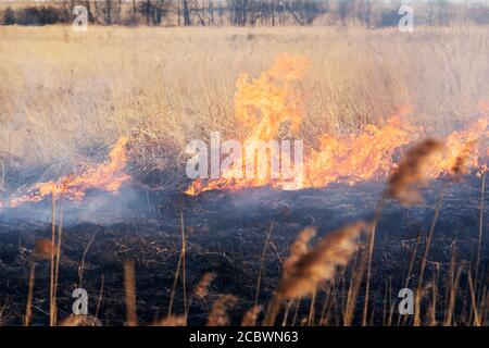 Fuoco di foresta vicino al villaggio primavera. Che brucia erba secca . Ero all'epicentro Foto Stock